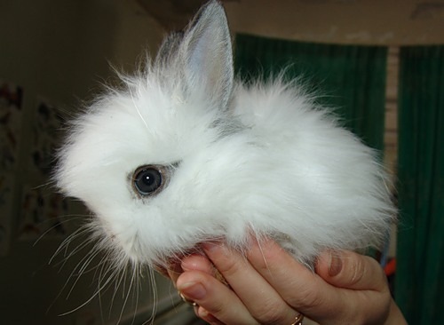 fluffy-bunny-baby-bunny-3518631-500-366.jpg